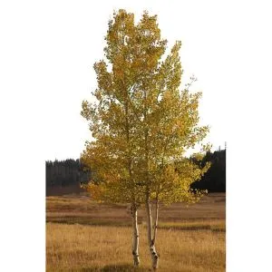 Aspen sztuczne drzewa