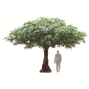 Jedwabne czarne drzewo oliwne